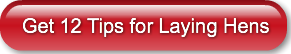 get-12-tips-for-laying-hens