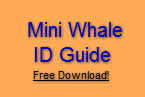 Mini Whale ID Guide  Free Download!