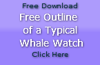  Free Download Free Outline of a Typical