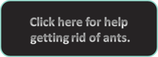 help-getting-rid-of-ants-cta