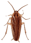 germanroach