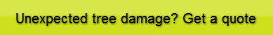 unexpected-tree-damage-get-a-quote