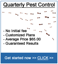 Termite Control And Protection Fayetteville Raleigh Cary Garner